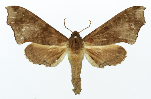 /filer/webapps/moths/media/images/H/hollandi_Polyptychus_AF_Basquin_02.jpg