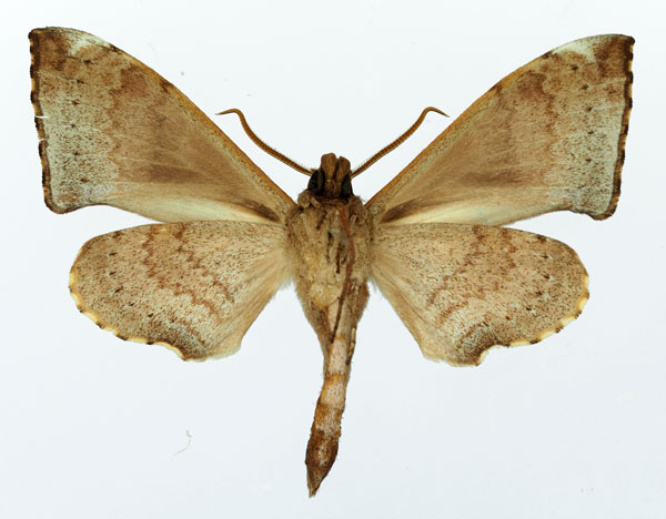 /filer/webapps/moths/media/images/H/hollandi_Polyptychus_AM_Basquin_01b.jpg