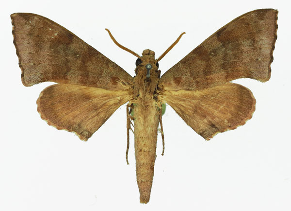 /filer/webapps/moths/media/images/H/hollandi_Polyptychus_AM_Basquin_02.jpg