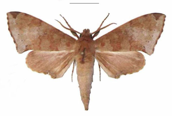 /filer/webapps/moths/media/images/H/hollandi_Polyptychus_AM_EMEM.jpg