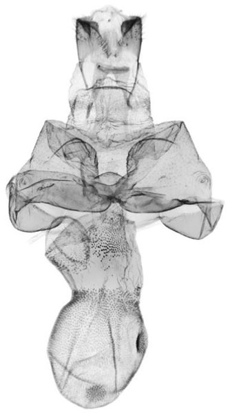 /filer/webapps/moths/media/images/H/hollandi_Siccasura_GFPT_ANHRT-5946.jpg