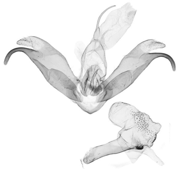 /filer/webapps/moths/media/images/H/hollandi_Siccasura_GMHT_ANHRT-6183.jpg