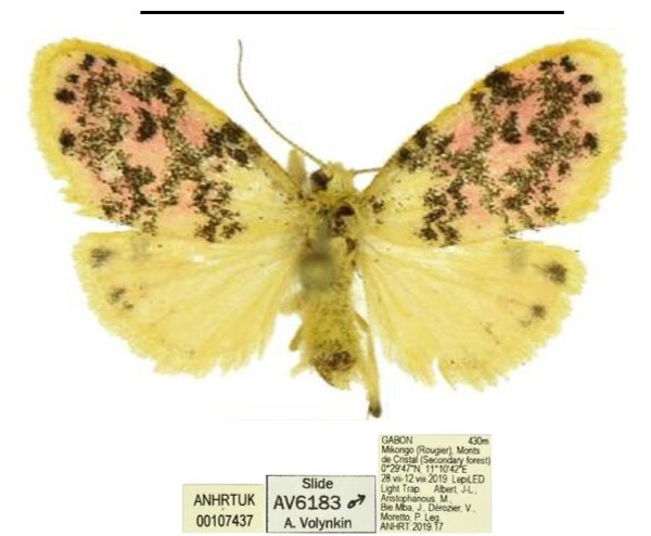 /filer/webapps/moths/media/images/H/hollandi_Siccasura_HT_ANHRT.jpg