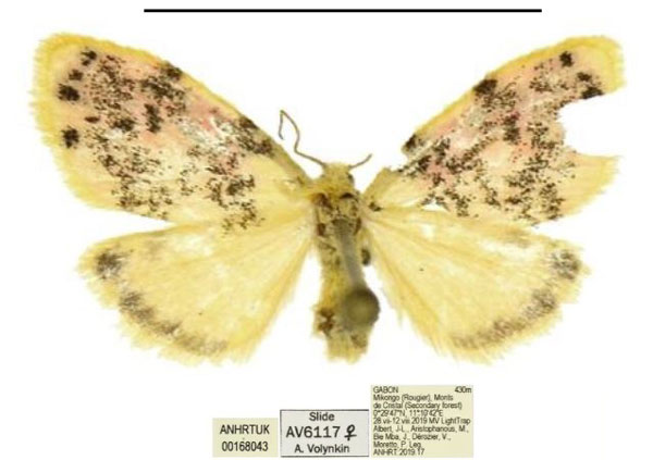 /filer/webapps/moths/media/images/H/hollandi_Siccasura_PTF_ANHRT.jpg