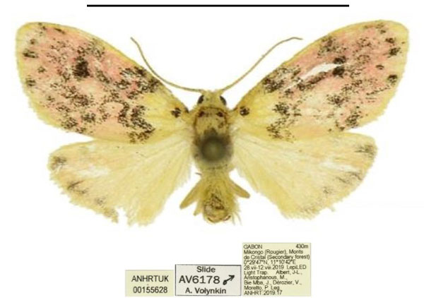 /filer/webapps/moths/media/images/H/hollandi_Siccasura_PTM_ANHRT_01.jpg