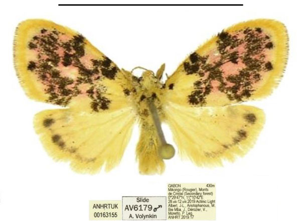 /filer/webapps/moths/media/images/H/hollandi_Siccasura_PTM_ANHRT_02.jpg