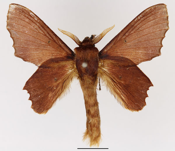 /filer/webapps/moths/media/images/H/hollandi_Stenophatna_AM_Basquin_02.jpg