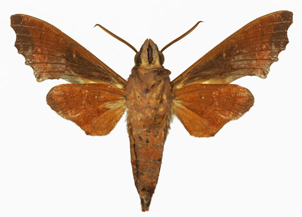 /filer/webapps/moths/media/images/H/hollandi_Temnora_AM_Basquinb.jpg