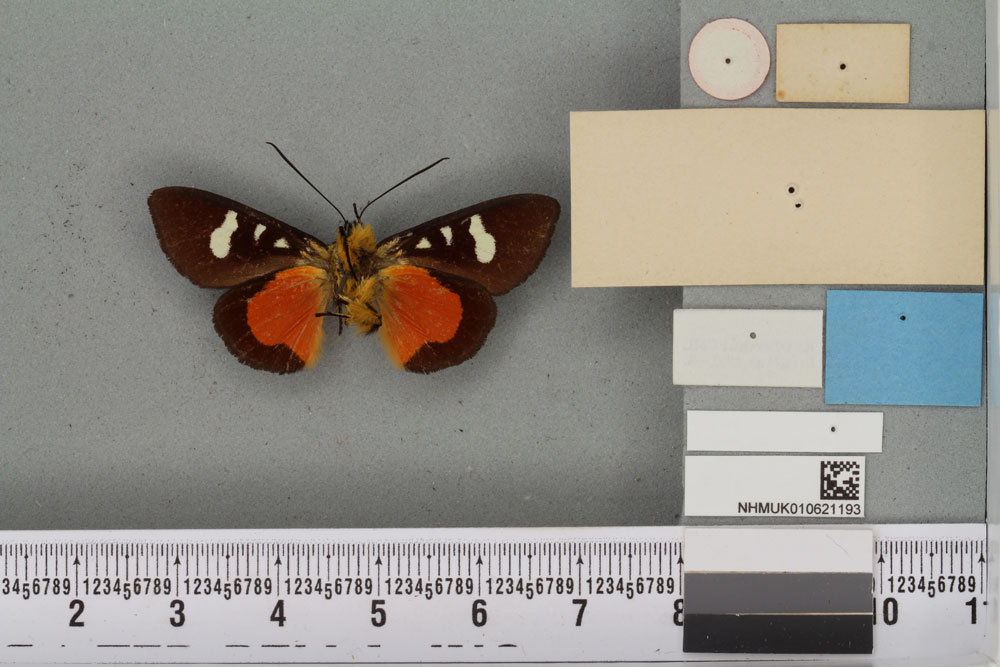 /filer/webapps/moths/media/images/H/holli_Anaphela_HT_BMNHb.jpg