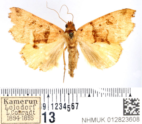 /filer/webapps/moths/media/images/H/holmi_Marcipa_AF_BMNH.jpg