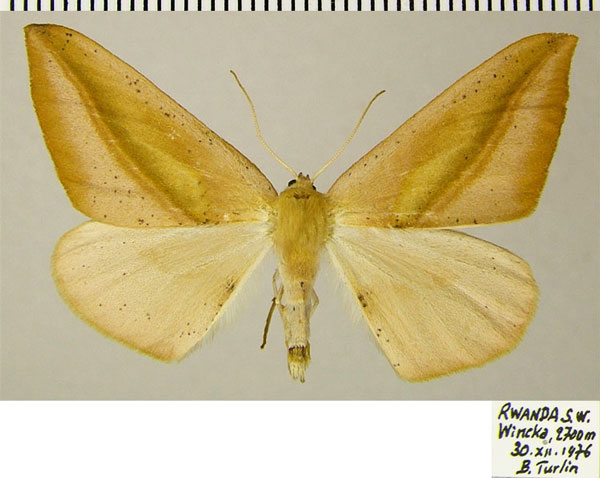 /filer/webapps/moths/media/images/H/holmi_Xanthisthisa_AF_ZSM.jpg