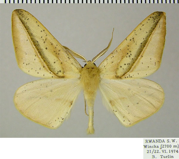 /filer/webapps/moths/media/images/H/holmi_Xanthisthisa_AM_ZSMa.jpg