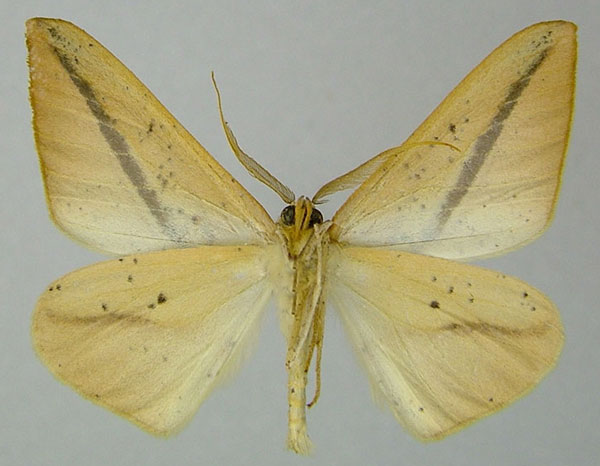 /filer/webapps/moths/media/images/H/holmi_Xanthisthisa_AM_ZSMb.jpg