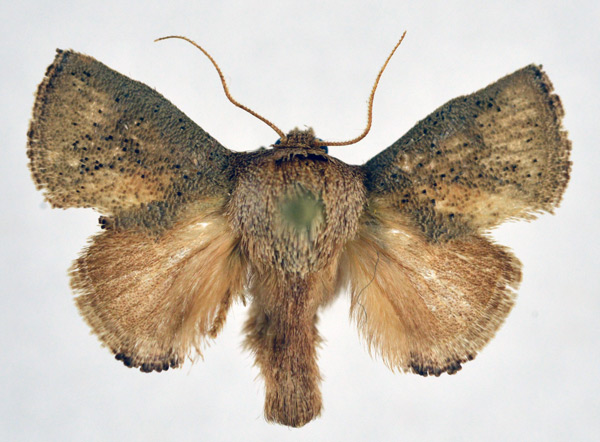 /filer/webapps/moths/media/images/H/holobrunnea_Trachyptena_AM_NHMO_01.jpg