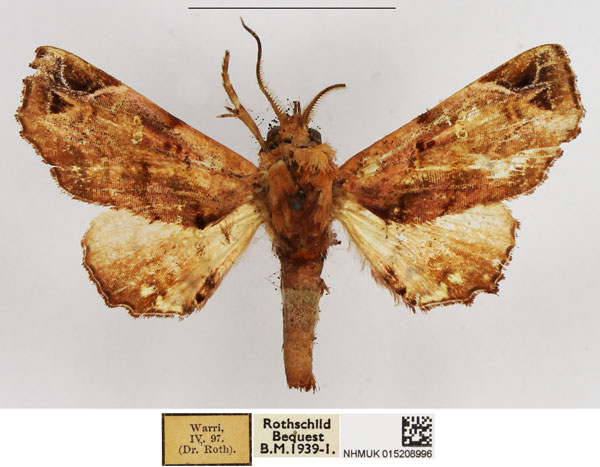 /filer/webapps/moths/media/images/H/holocausta_Eutelia_AM_NHMUK.jpg