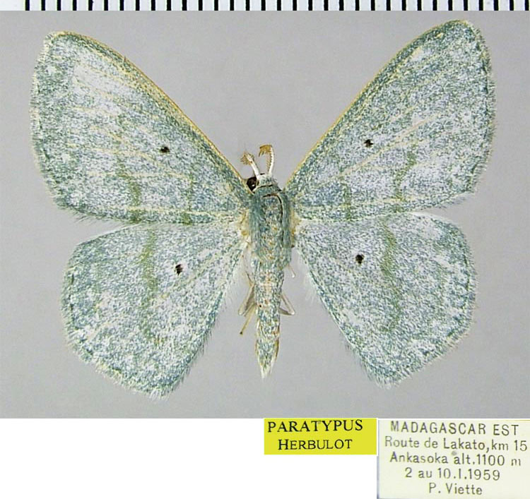 /filer/webapps/moths/media/images/H/holochroa_Epigelasma_PTM_ZSMa.jpg