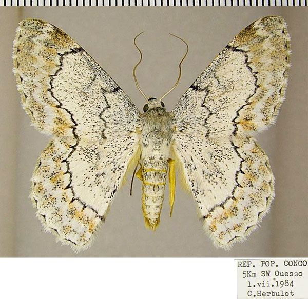 /filer/webapps/moths/media/images/H/holochroa_Pingasa_AF_ZSM.jpg