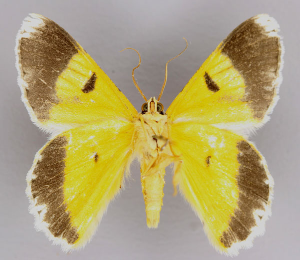 /filer/webapps/moths/media/images/H/holochroa_Pingasa_A_ZSM_02.jpg