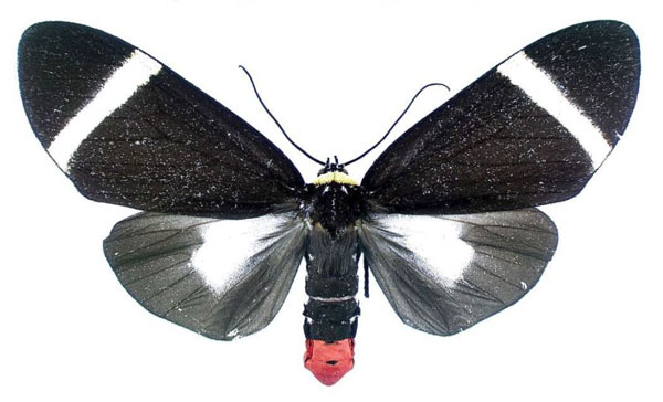 /filer/webapps/moths/media/images/H/holoclera_Karschiola_AF_MGCL.jpg