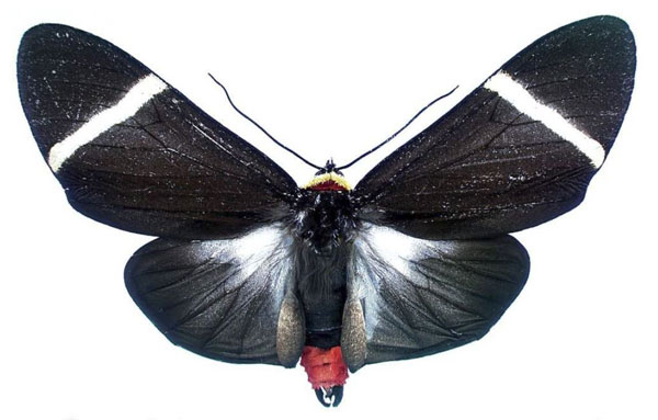 /filer/webapps/moths/media/images/H/holoclera_Karschiola_AM_MGCL.jpg