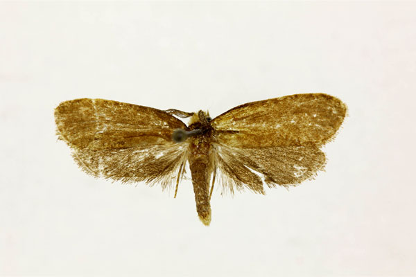 /filer/webapps/moths/media/images/H/holodryas_Melasina_HT_RMCA.jpg