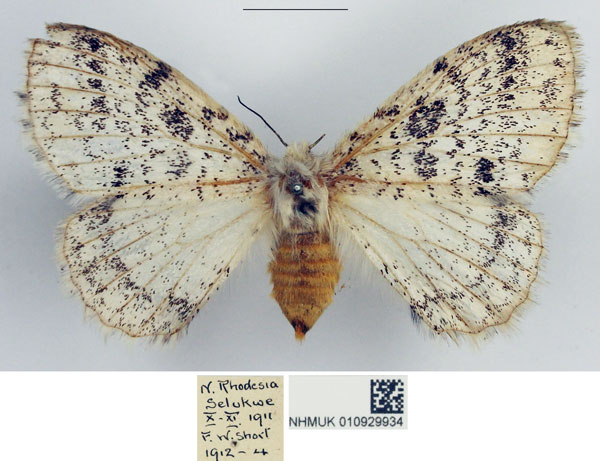 /filer/webapps/moths/media/images/H/hologramma_Phiala_AF_NHMUK.jpg
