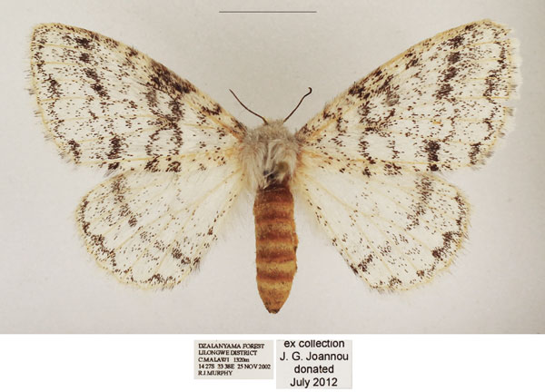/filer/webapps/moths/media/images/H/hologramma_Phiala_AF_TMSA_01.jpg