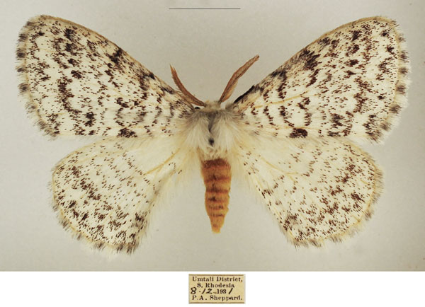 /filer/webapps/moths/media/images/H/hologramma_Phiala_AM_TMSA_01.jpg