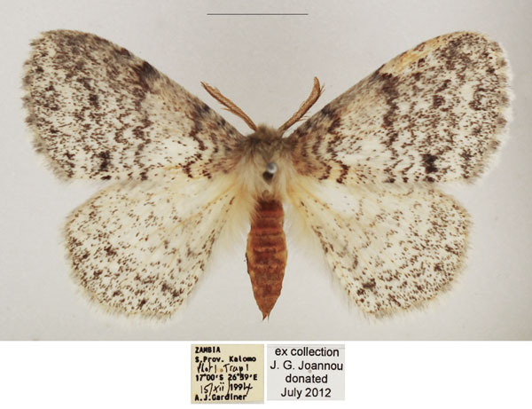 /filer/webapps/moths/media/images/H/hologramma_Phiala_AM_TMSA_02.jpg