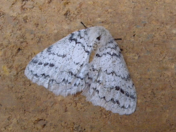 /filer/webapps/moths/media/images/H/hologramma_Phiala_A_Voaden.jpg