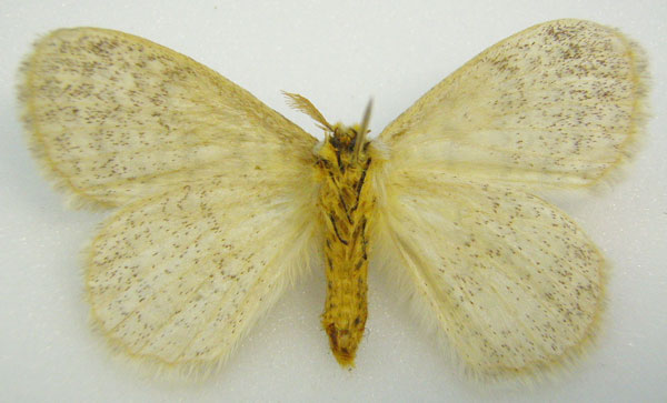 /filer/webapps/moths/media/images/H/hologramma_Stibolepis_HT_NHMUKb.jpg