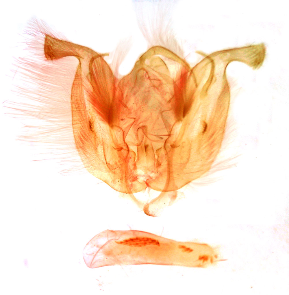/filer/webapps/moths/media/images/H/holomelaena_Omphalestra_GMHT_MSNM_4874.jpg