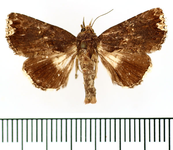 /filer/webapps/moths/media/images/H/holophaea_Catephia_AM_BMNH.jpg