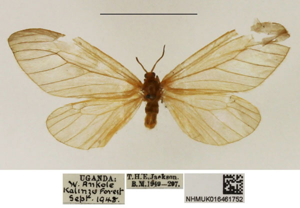 /filer/webapps/moths/media/images/H/holotherma_Staphylinochrous_AF_NHMUK.jpg