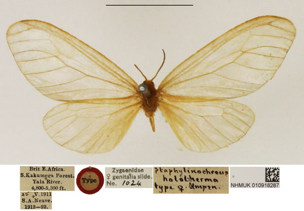 /filer/webapps/moths/media/images/H/holotherma_Staphylinochrous_HT_NHMUK.jpg