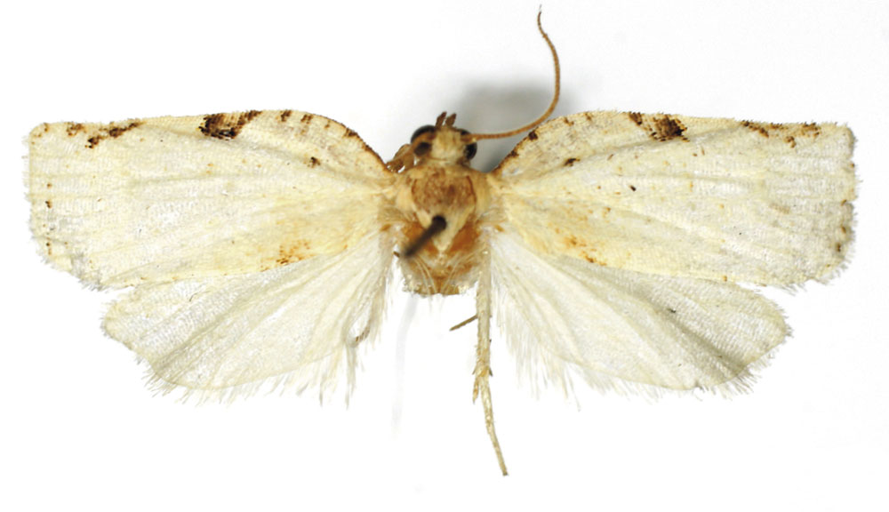 /filer/webapps/moths/media/images/H/holovera_Choristoneura_HT_RMCA.jpg