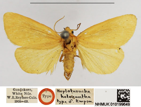 /filer/webapps/moths/media/images/H/holoxantha_Hoplotarache_HT_NHMUK.jpg