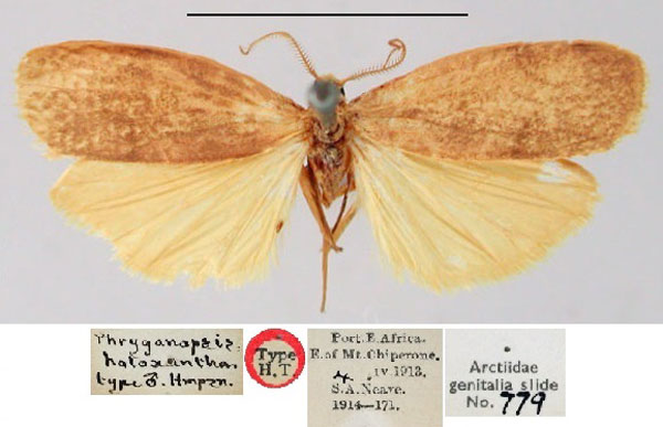 /filer/webapps/moths/media/images/H/holoxantha_Phryganopsis_HT_BMNH.jpg
