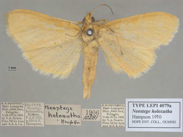 /filer/webapps/moths/media/images/H/holoxutha_Neostege_ST_OUMNH_01.jpg