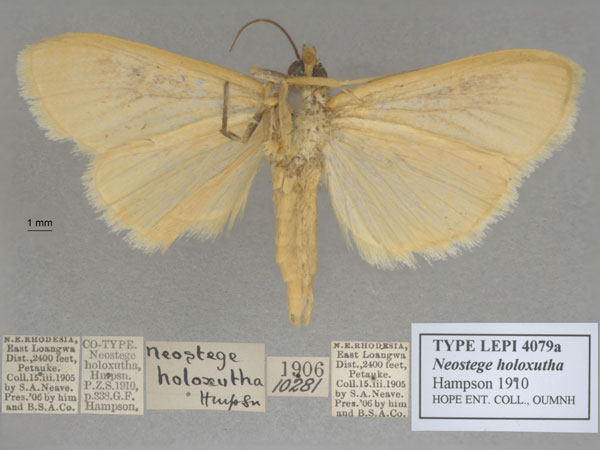 /filer/webapps/moths/media/images/H/holoxutha_Neostege_ST_OUMNH_02.jpg