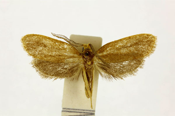 /filer/webapps/moths/media/images/H/holoxyla_Melasina_HT_RMCA.jpg
