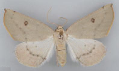 /filer/webapps/moths/media/images/H/homales_Asemoprepes_HT_BMNH.jpg
