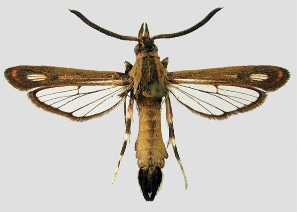/filer/webapps/moths/media/images/H/hombergi_Rodolphia_AM_MNHN_01.jpg
