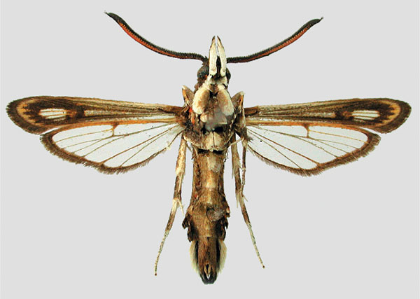 /filer/webapps/moths/media/images/H/hombergi_Rodolphia_AM_MNHN_02.jpg