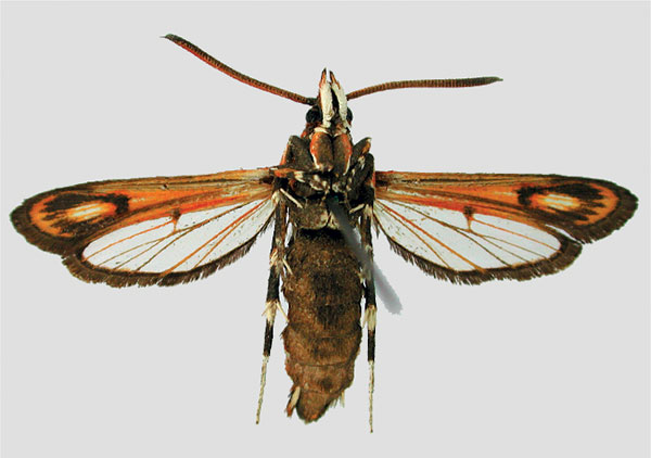 /filer/webapps/moths/media/images/H/hombergi_Rodolphia_HT_MNHN_02.jpg