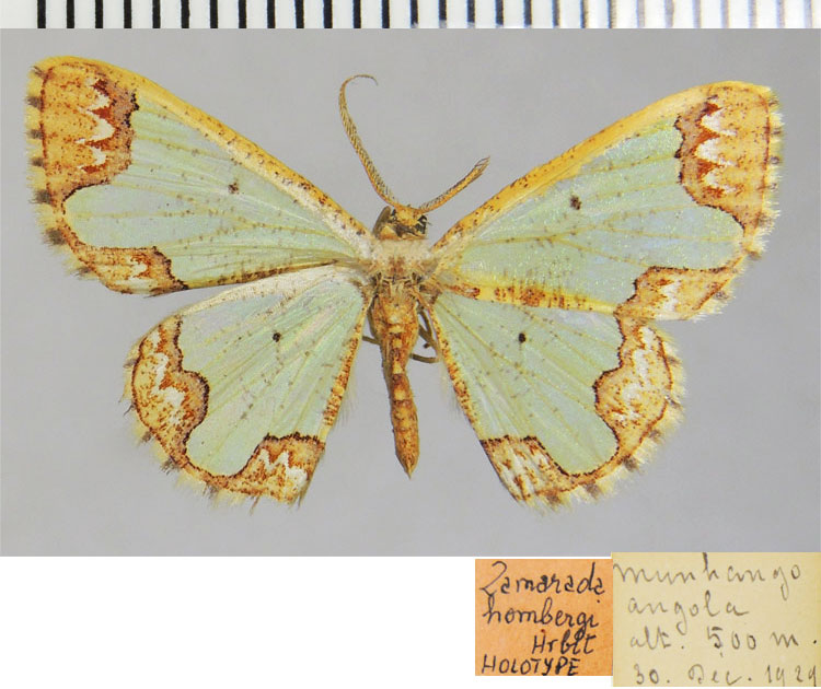 /filer/webapps/moths/media/images/H/hombergi_Zamarada_HT_ZSM.jpg