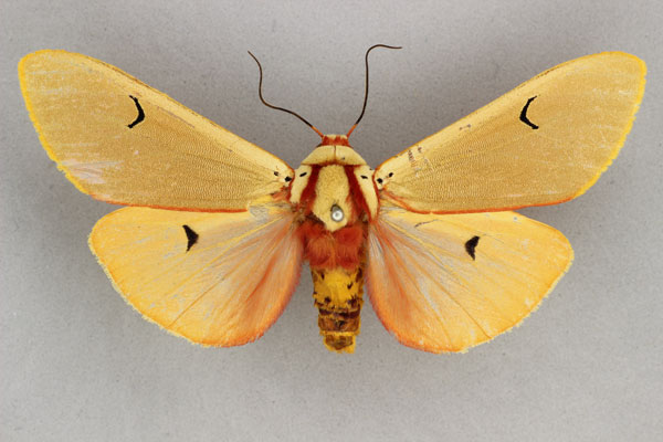 /filer/webapps/moths/media/images/H/homeyeri_Teracotona_AF_BMNH.jpg