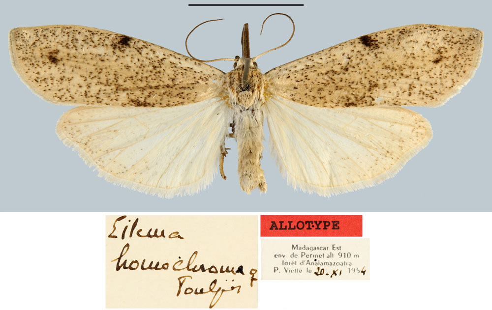 /filer/webapps/moths/media/images/H/homochroma_Eilema_AT_MNHN.jpg
