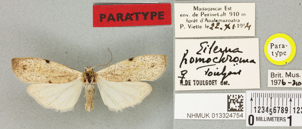/filer/webapps/moths/media/images/H/homochroma_Eilema_PTF_BMNHa.jpg