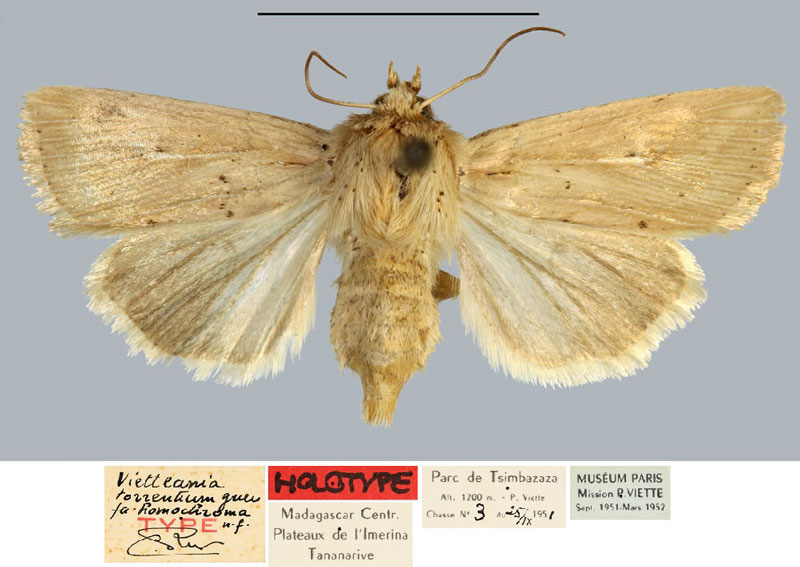 /filer/webapps/moths/media/images/H/homochroma_Vietteania_HT_MNHN.jpg